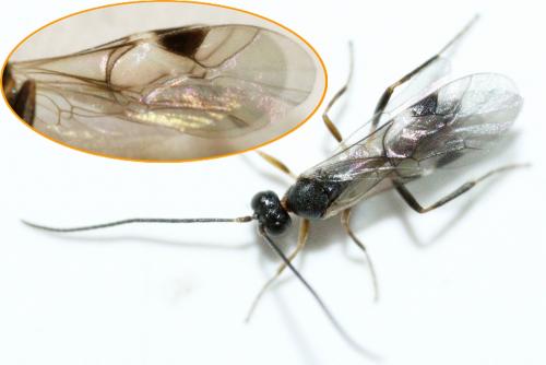 Réf. 242 186 : Phygadeuontini inconnu